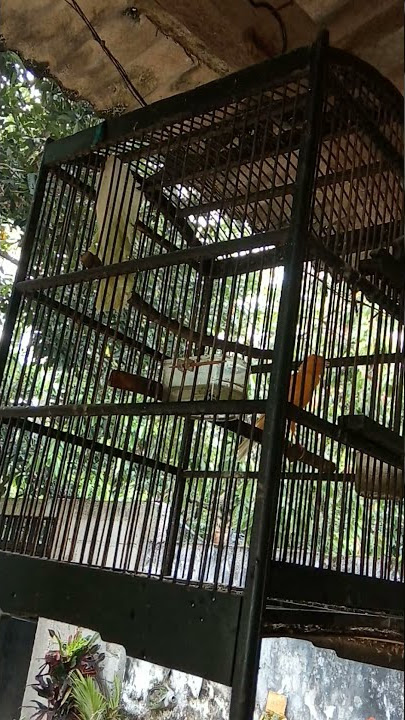 Masteran Kenari Gacor Isian Ciblek.