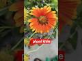 phool khile #gardening #flowerplant #flowers #viralvideo #trending #lovestatus