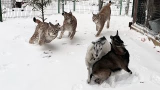 COUGARS, LYNXES AND GOATS PLAYED OUT.