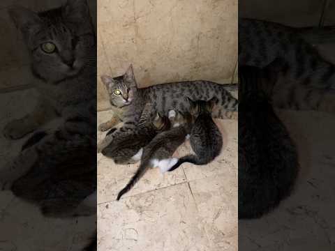 قطه فقدت عينها ولكنها مازلت تهتم بصغارها 