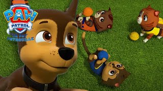 Mighty Pups contre les Chats Catastrophes! Sauvez la Baie! 🐾😺 | La Pat&#39; Patrouille | PAW Patrol