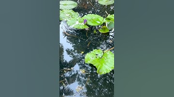 Different types of lotus bloom | Nature’s floating gems 🪷 #shortsvideo #divinegarden98 #lotus #yt