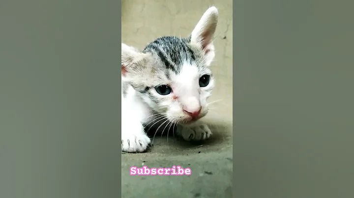 Video 4212491: cat breed turkish angora, beautiful turkish angora cat, bombay cat breed, cat birman bombay, cats compilation, cat drawing cartoon, cat sounds angry