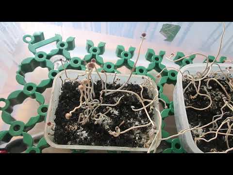 Psilocybe Tampanensis - грибы с магическими свойствами.