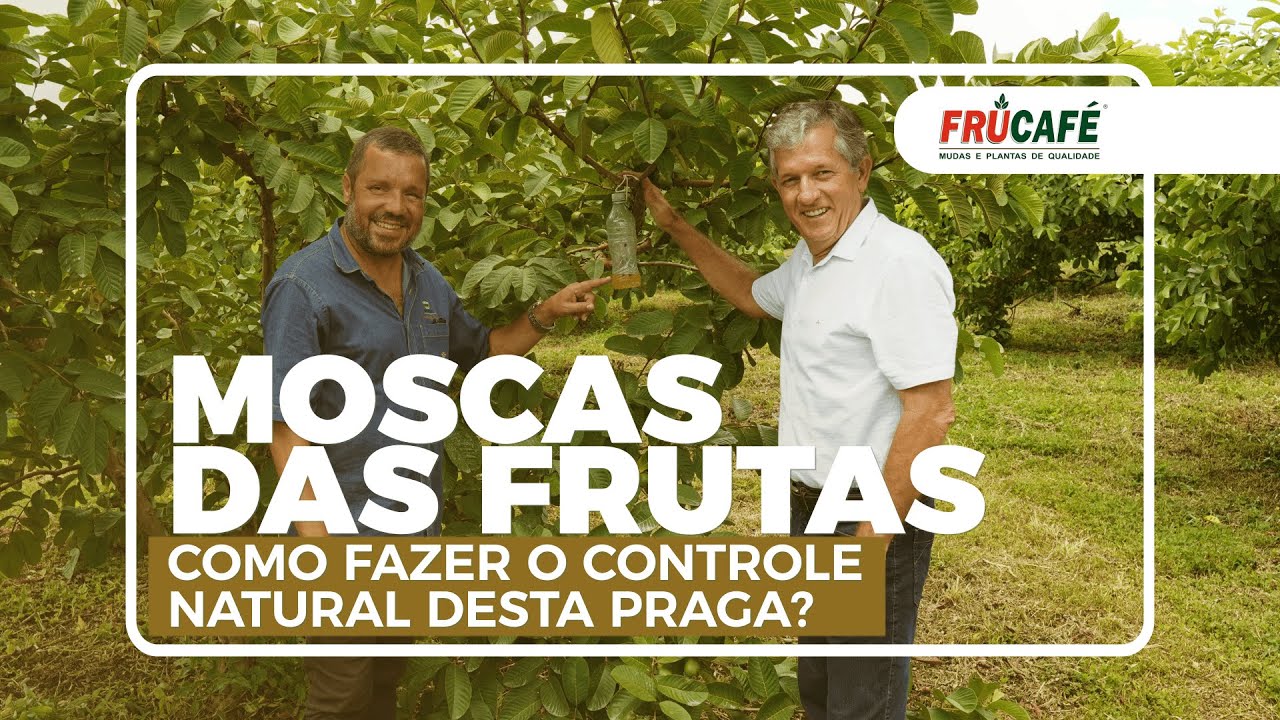 Como Fazer o Controle Natural das Moscas das Frutas (bichinho da Goiaba)?