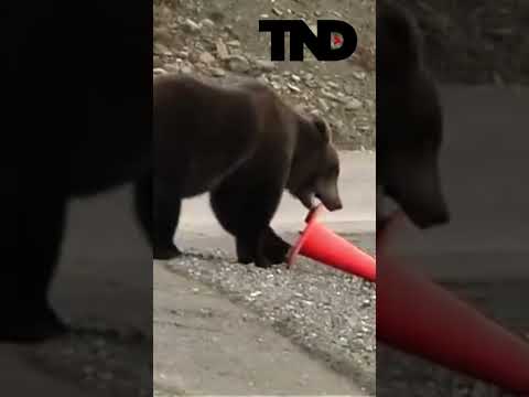 “Responsible Bear” fixes traffic cone his friend knocked down. #shorts