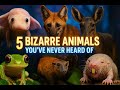 5 Bizarre Animals You’ve Never Heard Of