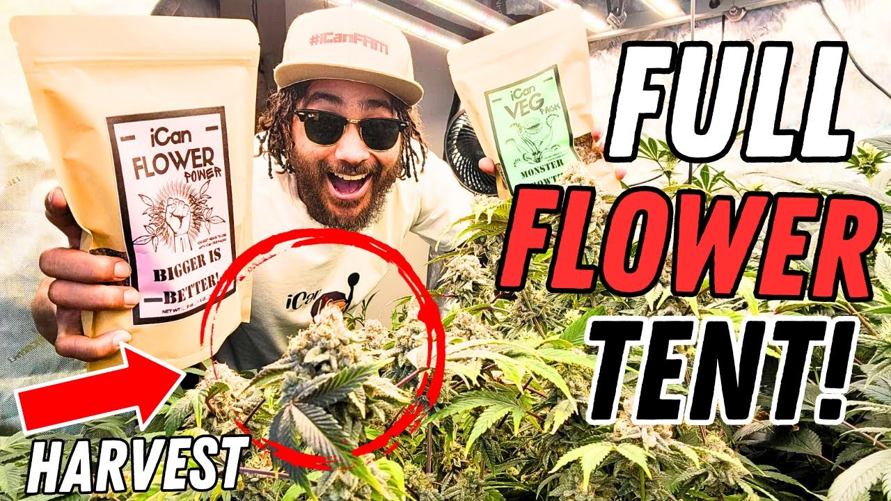 Every Stage of FLOWER in a Perpetual Harvest! | Seed to Harvest Series (Mars Hydro)