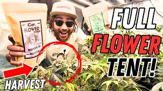 Every Stage of FLOWER in a Perpetual Harvest! | Seed to Harvest Series (Mars Hydro)