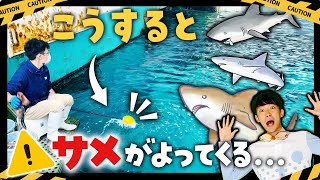 水族館の裏側】サメだらけの水槽でエサやり！大迫力のバックヤード  