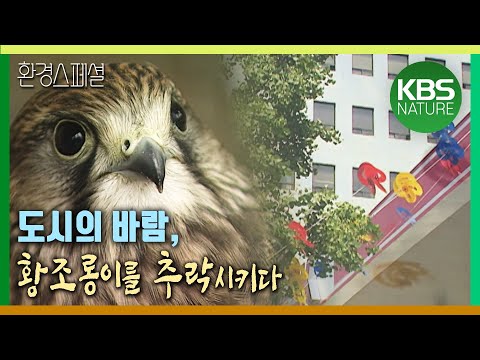 도시의 바람 황조롱이를 추락시키다 환경스페셜 바람 도시에서 길을 잃다 KBS 20010711 방송
