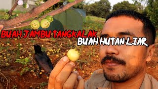 Jambu Tangkalak Buah Hutan Liar Yang Sudah Langka & Jarang Ditemui - Yuk Kita Review