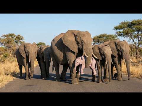 53. Elephants Brought a  Newborn Elephant to Humans  - What Happened Next No One Believed