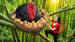 Harvesting Wild Chicken Eggs &amp; Red Dragon Chickens Go To Market Sell, Fried Rice With Egg And Onion