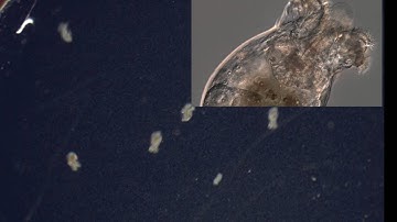Brachionid Rotifer Life Cycle