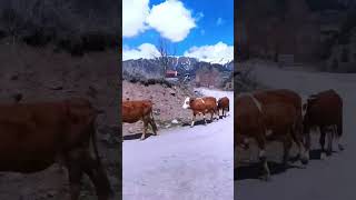 köy hayatı😍#sinop #huzur #köy #neşe #vlog #viral #video #doğa #dağ #yaşam #mutluşehir #mutluinsanlar