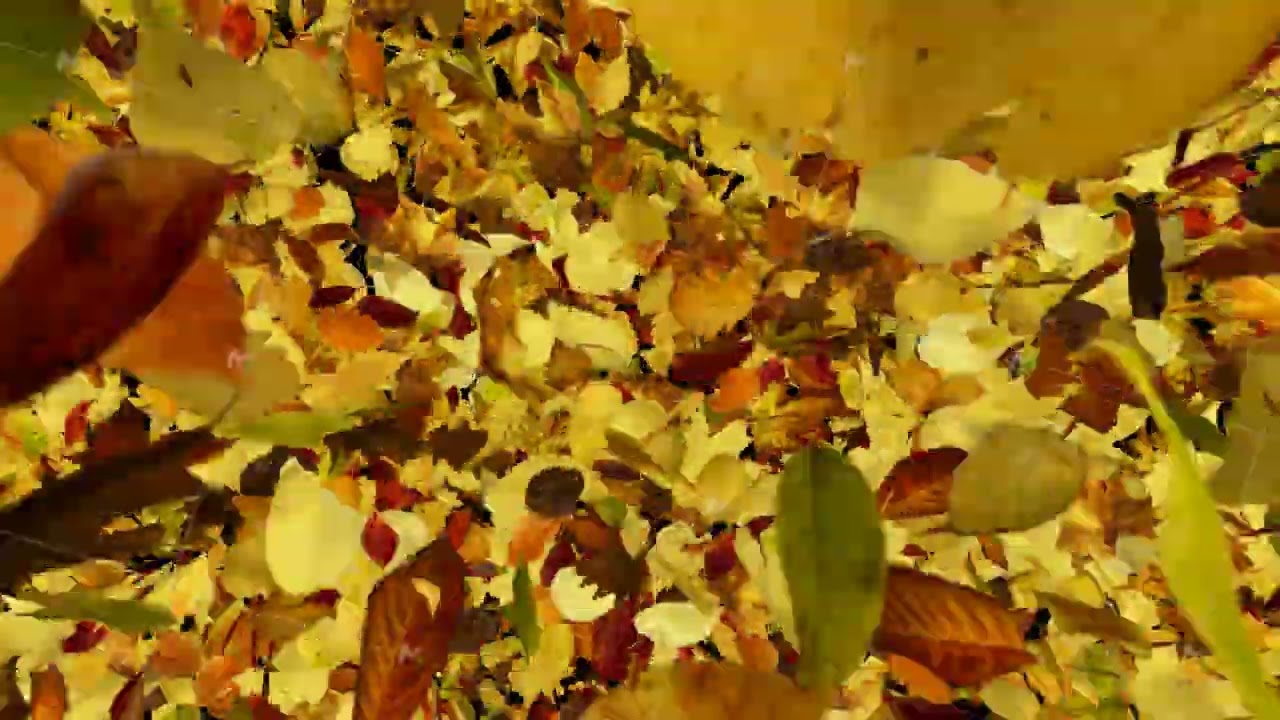 Falling Autumn Leaves Transition Green Screen, Wind Blowing Off Screen