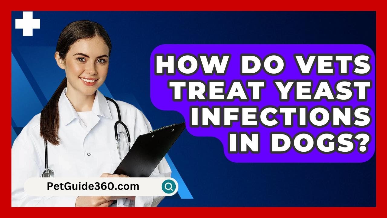 How Do Vets Treat Yeast Infections In Dogs? - PetGuide360.com