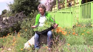 Pollinator Paradise Garden Kit