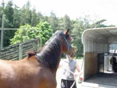 trailer-loading-session-with-colt