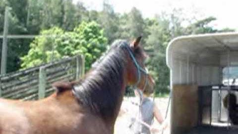 Trailer Loading Session with Colt