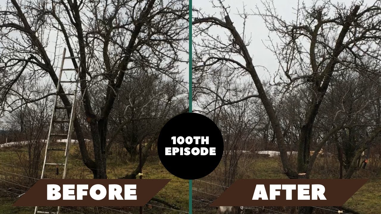 💯TH EPISODE / HARD PRUNING the REST of the OLD FRUIT TREES - YouTube