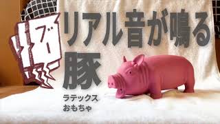 【犬のおもちゃ】ビッグピッグ ラテックストイ