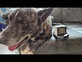 FAFAFROG Dog Bark Collar, Rechargeable Smart Collar, Anti Barking Training Collar with 5 Adjustable