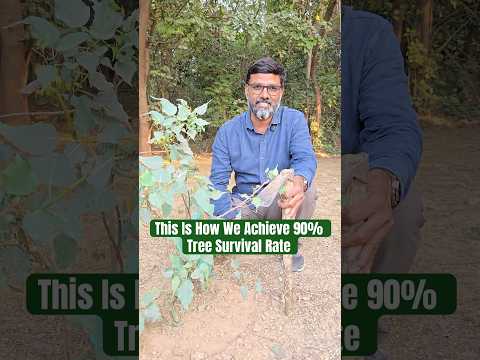 Tree Plantation Journey