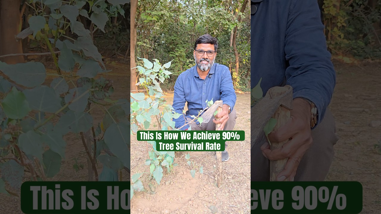 The Secret Behind a 90% Tree Survival Rate | Sustainable Tree Plantation