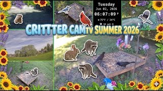 🌿 REPLAY 24/7: Backyard Critter Cam 🐿️ Day: Birds & Squirrels 🦊 Night: Fox & Raccoons🌙