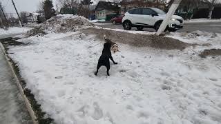 Лабрадор играет с собакой в снегу