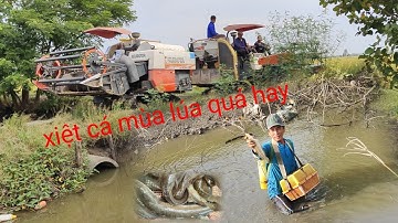 xiệt cá lóc cá trê trắng mùa lúa cắt quá hay 