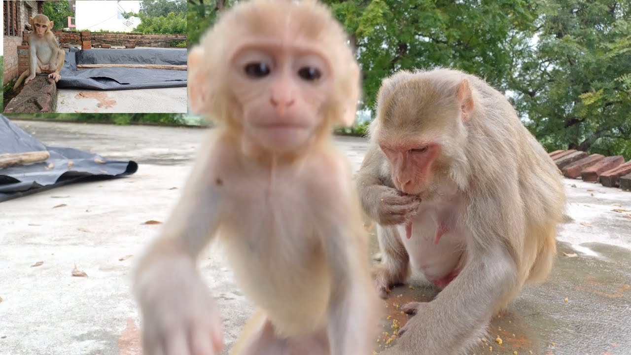 चंगू मंगू सरारत करते करते कैमरा ही घुमा दिया गोप देखती रह गई