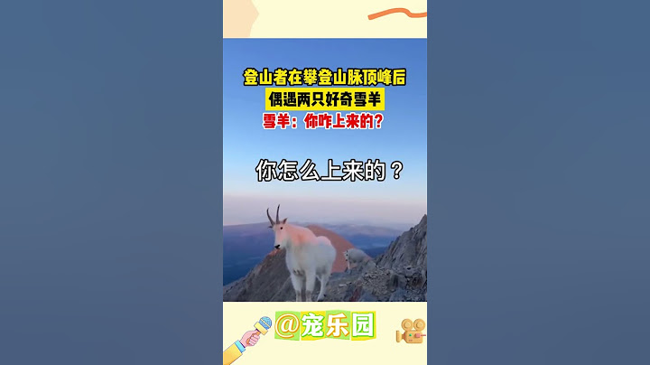 登山者在攀登山脉顶峰后 偶遇两只好奇雪羊 雪羊：你咋上来的？ #宠乐园 #轻松一刻 #动物