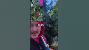 How we install lights on tall trees (NO LADDERS)