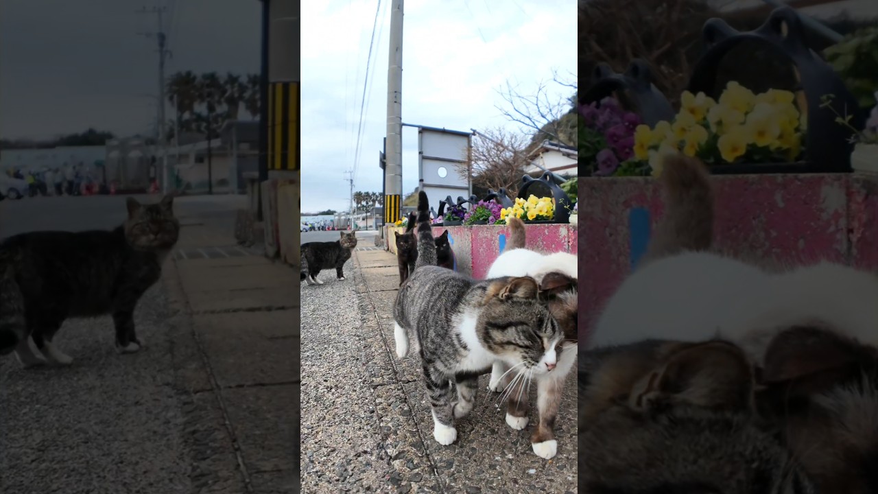 帰りのフェリーに乗るために渡船場に向かったら港の猫達が全力で集まってきた