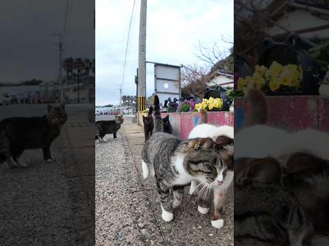 帰りのフェリーに乗るために渡船場に向かったら港の猫達が全力で集まってきた