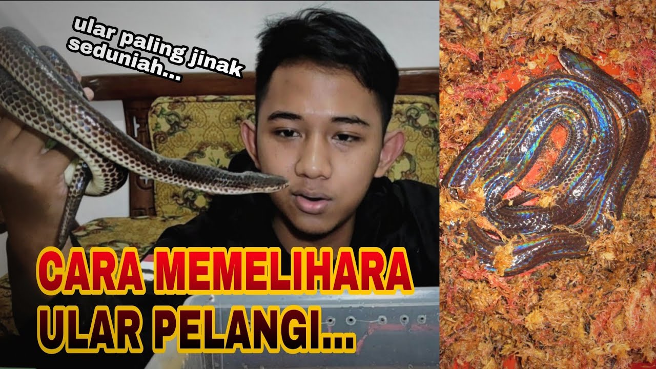 CARA MEMELIHARA ULAR PELANGI | ULAR PALING JINAK SEDUNIA !!!