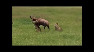 Схватка антилопы с гепардами и гиеной попала на видео Схватка антилопы с гепардами и гиеной попала на видео