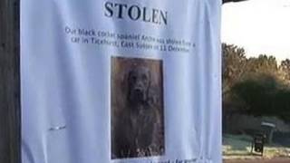 How to find lost or stolen dogs with DogLost