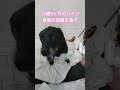 【黒ラブ】ハイジ、豆腐を食す【20250804】