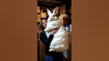 Before & After Animals Growing Up. Amazing Animal Transformation 💥#short #animalsofyoutube #shorts