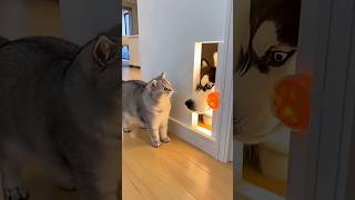 The Cat Pressed the Sensor... But a HUSKYHE...