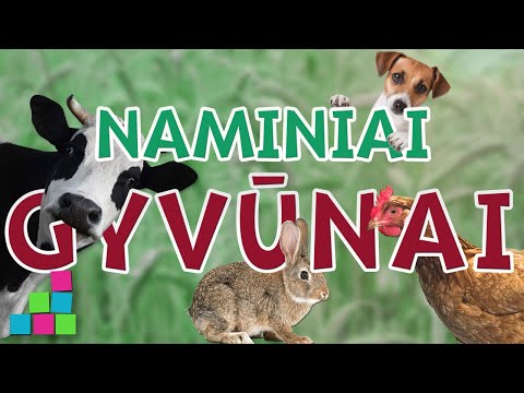Video: Laukiniai ir naminiai gyvūnai, jų vaidmuo žmogaus gyvenime