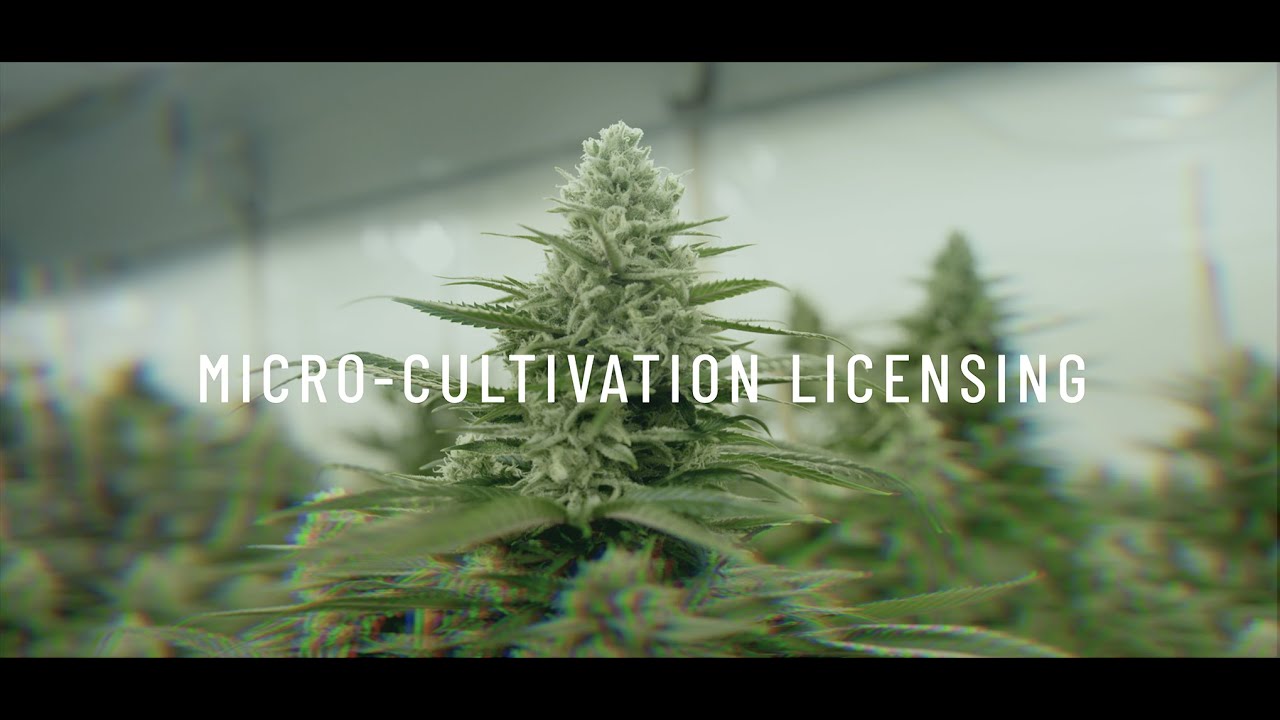 Micro Cultivation Licensing
