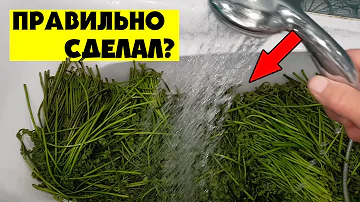 КАК ЗАСОЛИТЬ И ХРАНИТЬ ПАПОРОТНИК ОРЛЯК. РЕЦЕПТ ПРОВЕРЕННЫЙ ВРЕМЕНЕМ.