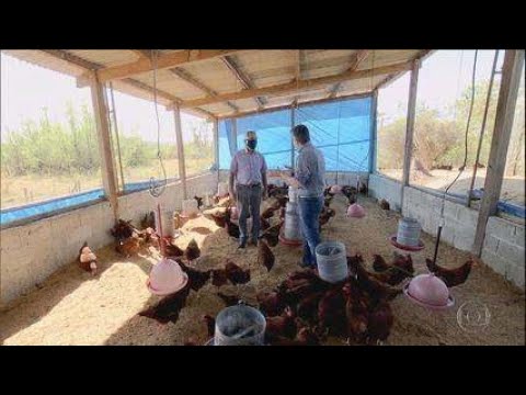 Vídeo: Como fazer ventilação em um galinheiro: o princípio do dispositivo e instalação