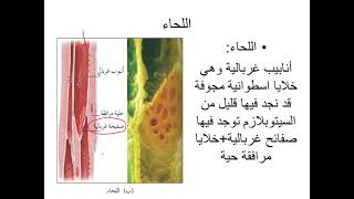 5 احياء اول ثانوي علمي: النباتات مغطاة البذور ، الأنسجة الوعائية، مناهج الأردن