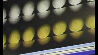 GP Graders Citrus Defect Sorter